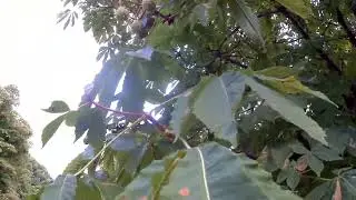 Каховка. Жаркий июль .