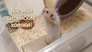 Мои хомяки. Как выросла Фрейя