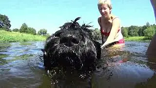 Керри блю терьер: Ункины заплыв / Kerry Blue Terrier: Una’s swims