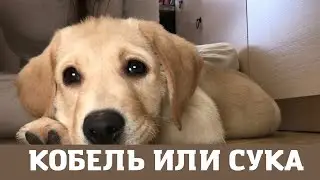Лабрадор кобель и сука, кого выбрать