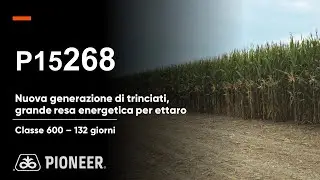 P15268: la nuova generazione di mais da trinciato. Grande resa energetica ad ettaro.