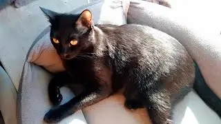 Мейн кун Степа и кот Тихон. Младший ждет старшего домой.