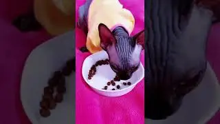Лысая кошка Сфинкс очень много ест 