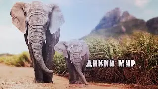 Удивительный, животный мир - Царство слонов. Индия. 