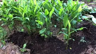 Myoga Ginger - Site Conditions for Happy Plants