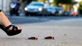 Ai high heels crush cockroach
