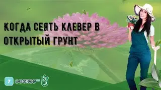 Когда сеять клевер в открытый грунт