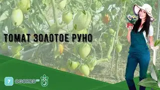 Томат Золотое руно