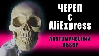 Череп с Aliexpress. Анатомический обзор