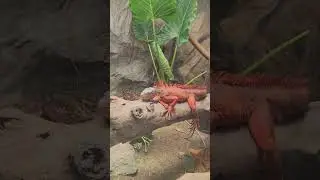 Going to the MANILA ZOO for the first time in years! | KUYA JAKE