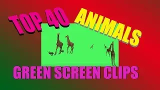 Top 40 Green Screen Animals Animated 3D CGI