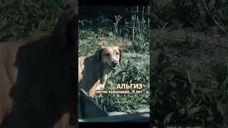 Чуть про моих питомцев: A little about my pets: Un poco sobre mis mascotas: