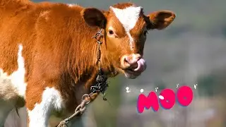 Funny cow dancing Cow moo Cow sound