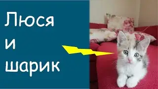 Котенок Люся и шарик- мышарик.  Кошки мышки. Веселый кот