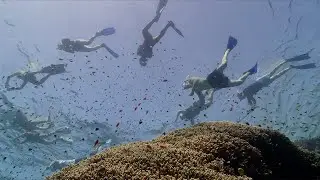 Red Sea Diving Safari | 2020 | The Eco-Diving Adventure