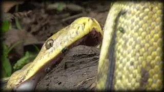 Python Eats Goat 05 Time Lapse