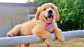 FUNNY PUPPIES will make you LAUGH All Day 😁 Funny Animals Videos 2024