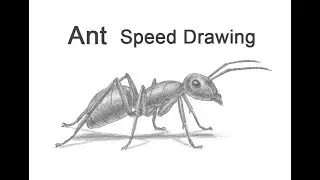 Ant Time-lapse / Speed Drawing