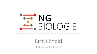 Erfelijkheid - X-chromosomale kruising - HAVO/VWO