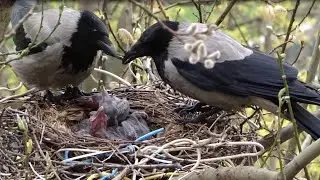 The story of the three crows - Documentary