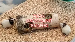 НОВОГОДНИЙ ПОДАРОК ДЛЯ МЫШЕЙ