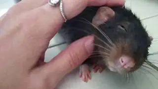 Можно ли ГУЛЯТЬ С КРЫСОЙ на улице!?!