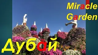 Miracle Garden Dubai (Сад чудес) - великолепнейшее место, без которого нельзя прожить!!!