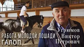 Работа молодой лошади. Обучение на подъем в галоп. Угрюмов Виктор Петрович