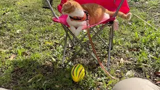 Live Again!  🐈Wendall & Eric Mack⚜️