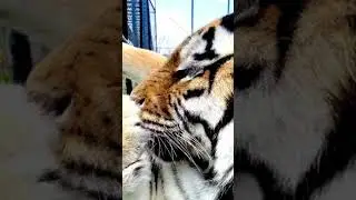 Тигр-милашка умывается! Тiger washes up!