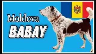 Educational / Formidable Moldavian Babay - the legend of the rings / Alabai
