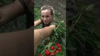 Сбор черешни в промышленном саду Краснодара 