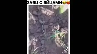 Заяц с яйцами! 😂Смотреть до конца!