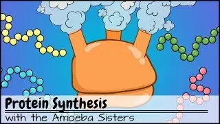 Protein Synthesis (Updated)