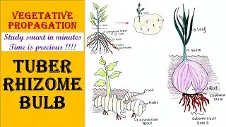 Vegetative propagation | Tuber | Rhizome | Bulb
