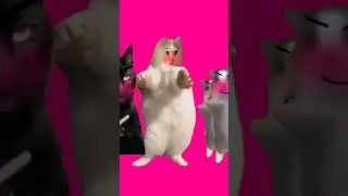 блин чу чуть не вместило #рекомендации #глобальныерекомендации #cat #мемныекоты #мем #видео #кот#мем