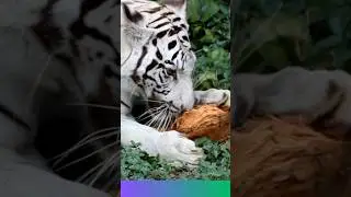 Everything is possible..Look, Tiger is opening a coconut