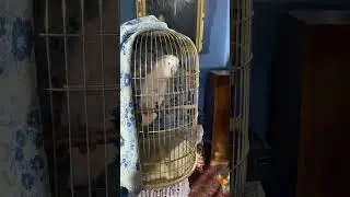 Talking parrot