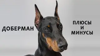 ДОБЕРМАН. Плюсы и минусы породы Doberman