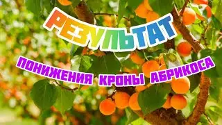 Омоложение абрикоса