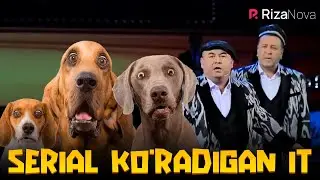 Qahqaha - Serial ko'radigan it