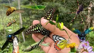 hunting insects around us
