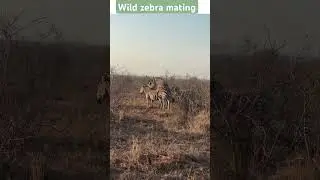 zebra 🦓 meeting/ Zebra mating 