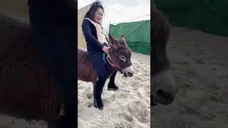 horse love, horse love youth, horse riding 269