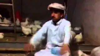 موال الدواجن funny mawwal