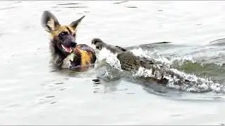 Анаконда утянула ягуара под воду.