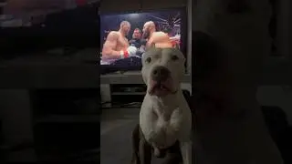 Амстафф Бой - Бокс 🥊 за кого болели ? #амстафф #amstaff #dog