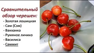 Черешни сравнительный обзор