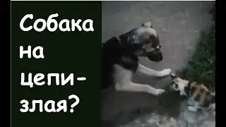 Дружба собаки и кошки?Кошка Люся и Пес Палыч.