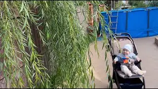 ВЛОГ УБОРКА В САДУ \ ЧЕРЕНКОВАНИЕ ИВА СТРЕЛА КУПИДОНА \ ДЕРЕН ПОСАДКА